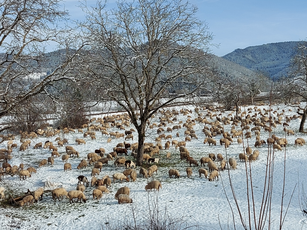 Wanderschafherde auf der Rainhofwiese am 4.1.2025